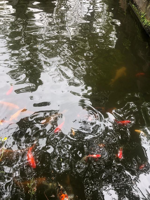 新都桂湖||桂花飄香秋意濃。