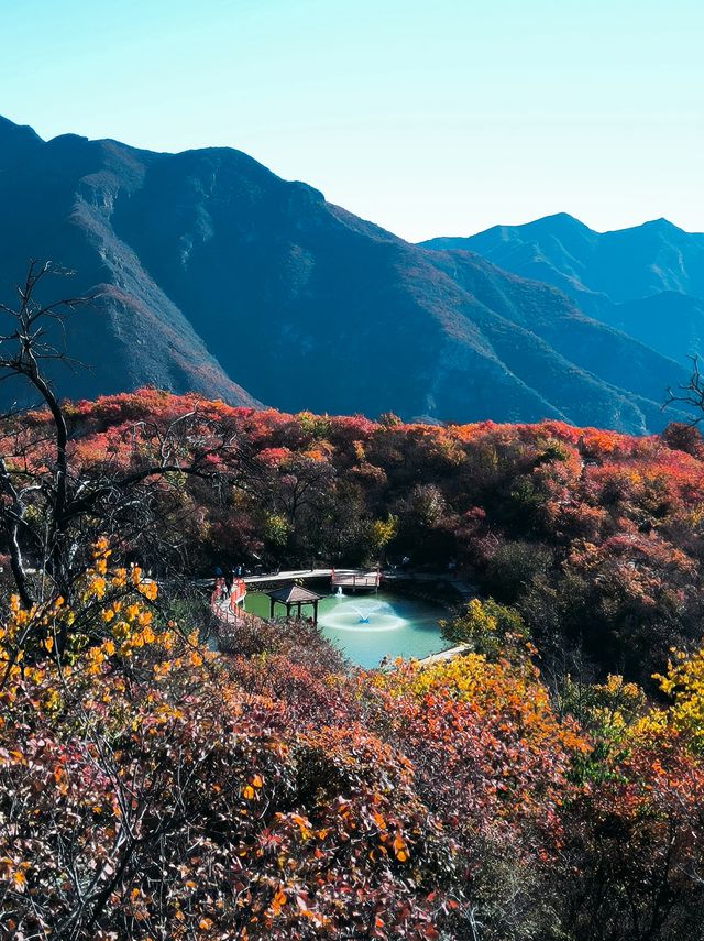 反正我是瘋了！坡峰嶺紅葉如灼！。