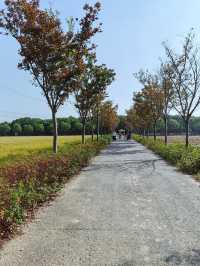 可以衝嘉北郊野公園的稻田（附保姆級攻略）。