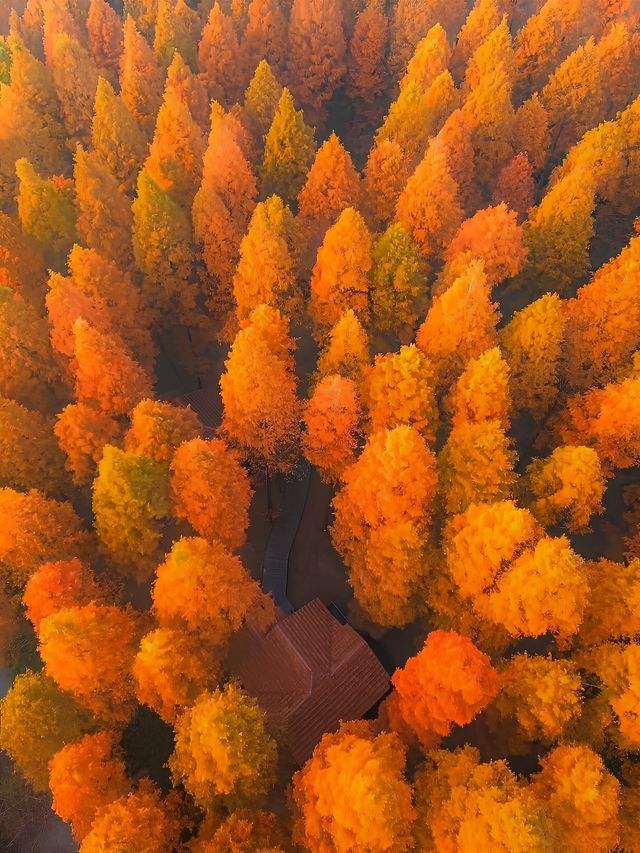 青島水杉林|如詩如畫能出片的小眾仙境。