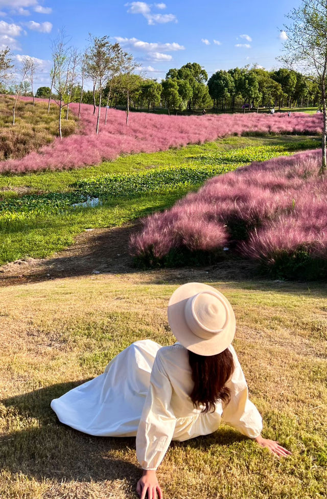 被這片粉黛花海美得流淚了。