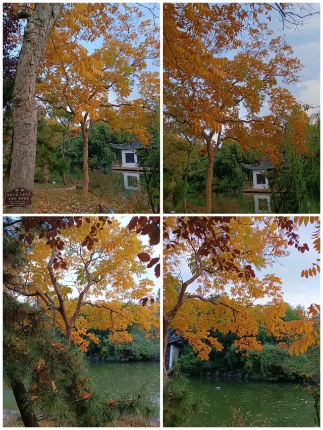 ฤดูใบไม้ร่วงที่วัดไดเมียวจิ