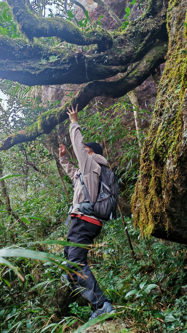 海南深山大環線徒步·瓊中白馬嶺1-4峰連穿。。