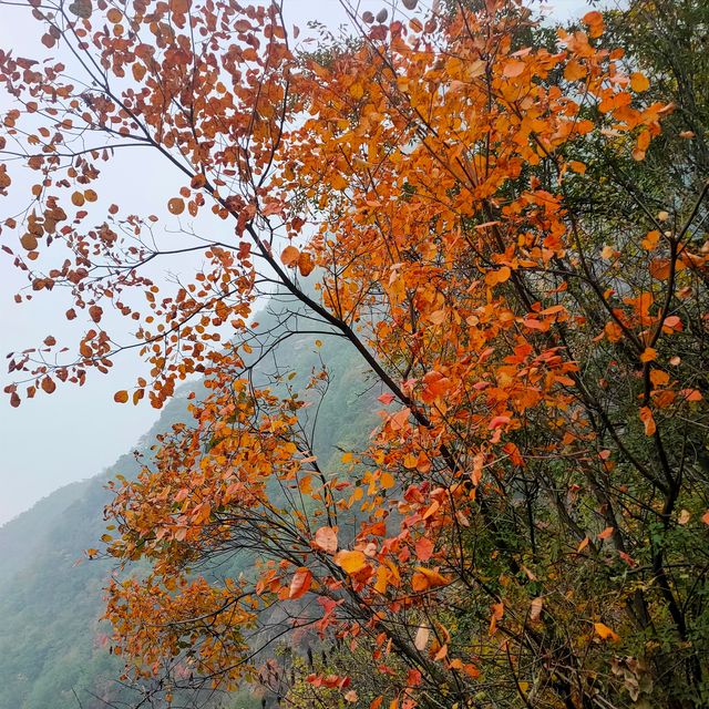 西安‖到木藤寨欣賞初冬的一抹紅葉。