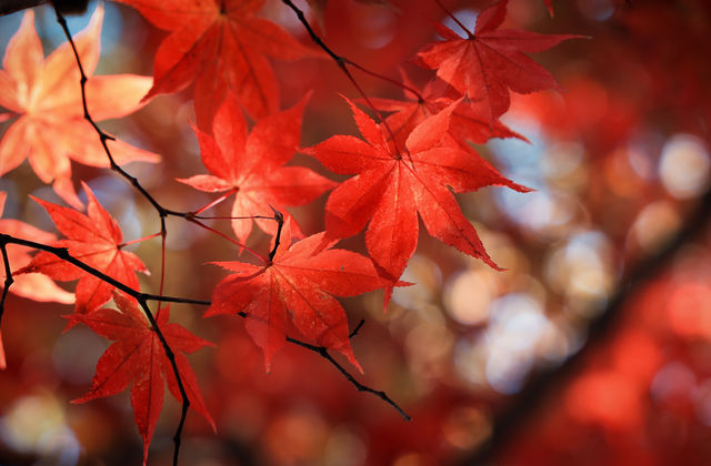 日本長野長圓寺 血紅的楓美極了。