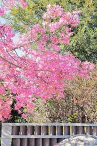 泉州驚現粉紅美人樹！花期打卡正當時。