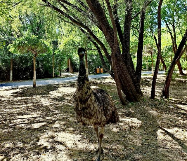 瀋陽鳥島：鳥類天堂，自然之美的極致體驗