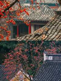 滿山都是紅柿子的600年古村，該他火了！