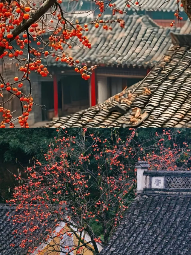 滿山都是紅柿子的600年古村，該他火了！
