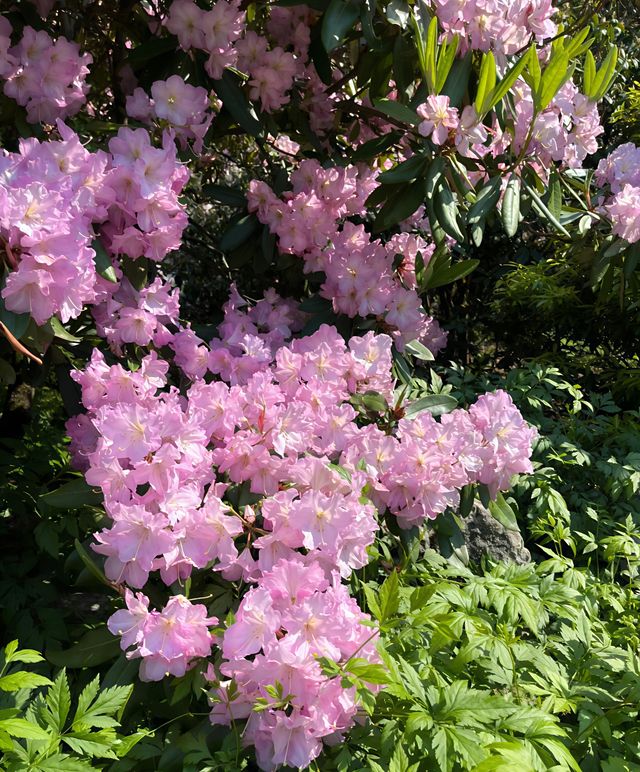 阿諾德樹木園｜波士頓城中的植物王國