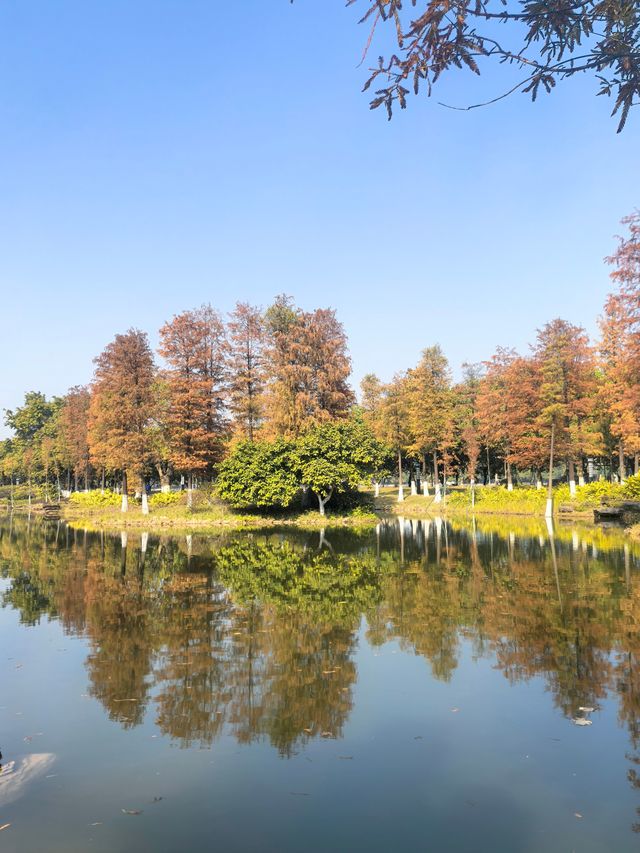 廣州生物島：水墨園的落羽杉
