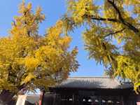 淮南報恩禪寺｜觀賞銀杏最佳地