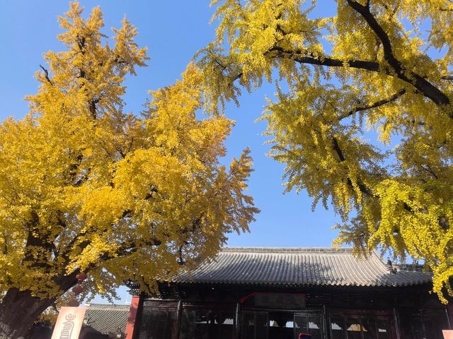 淮南報恩禪寺｜觀賞銀杏最佳地