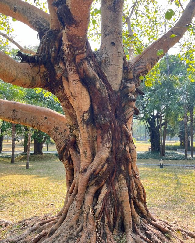 南湖公園，夢幻般的美景等你來