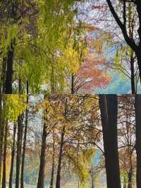 深圳洪湖公園|白鷺翩翩，水中落羽杉美哭