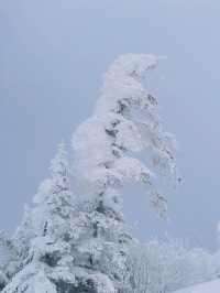Exploring Nagano's Shiga Kogen Ski Resort: Yokoteyama & Shibutoge