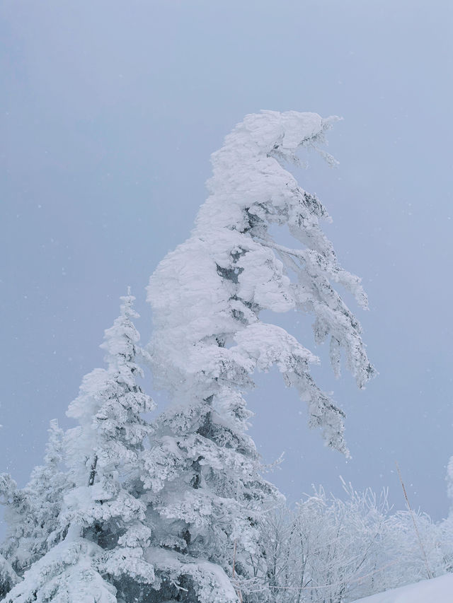 Exploring Nagano's Shiga Kogen Ski Resort: Yokoteyama & Shibutoge