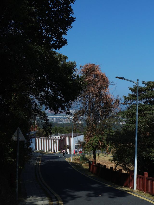 冬日暖陽，油麻山森林公園徒步