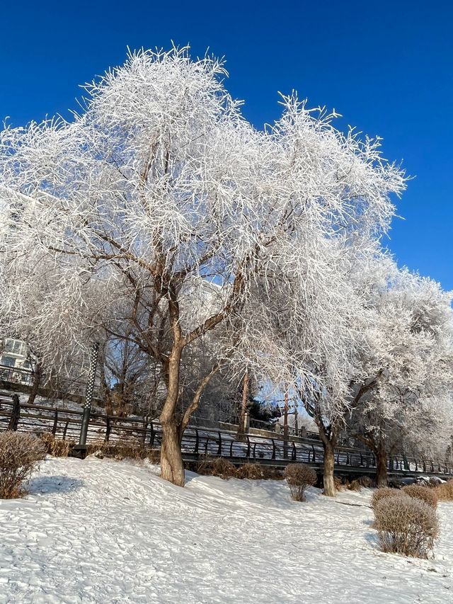 哈爾濱-瀋陽故宮-長白山|寒假暢遊 看雪國風光