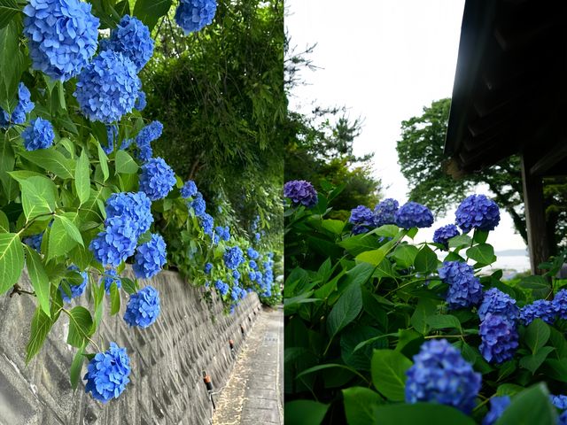 誤入童話！日本秋田雲昌寺的繡球花海仙境
