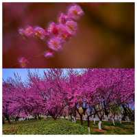 視覺與嗅覺的雙重盛宴--武漢沙湖公園梅花迎春
