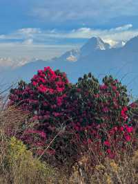 3月尼泊爾徒步！杜鵑花海+雪山雙王炸。