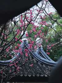 不用去蘇州，古窗加梅花上海也有