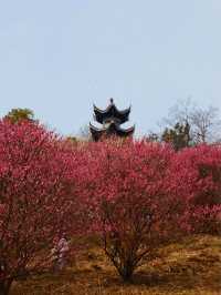 武漢木蘭花谷｜武漢市內闖入超壯觀的梅園花海