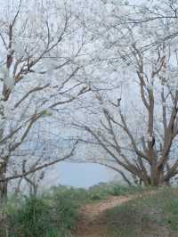 解鎖雲南限定美景，邂逅小眾花海