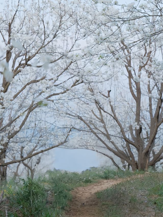 解鎖雲南限定美景，邂逅小眾花海