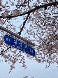 濟州島三月限定🌸 小眾賞櫻公園大揭秘