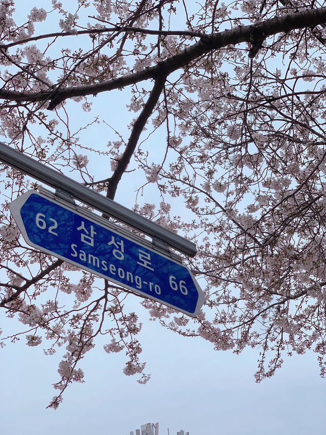 濟州島三月限定🌸 小眾賞櫻公園大揭秘