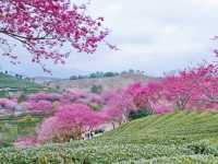 春日賞花｜藏在福建的「阿里山」是賞櫻勝地