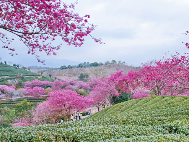 春日賞花｜藏在福建的「阿里山」是賞櫻勝地
