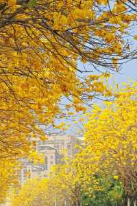 限定黃花風鈴木丨深圳龍華直達好拍