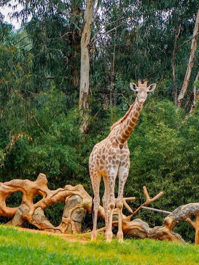 野生動物會咬人？NO！是會萌的沒邊