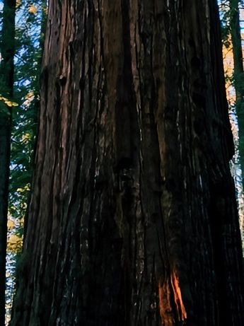 穿越時空的巨木王國，震撼每一寸靈魂