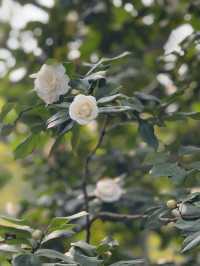 重慶鵝嶺公園山茶花傲然綻放，中式意境十足！