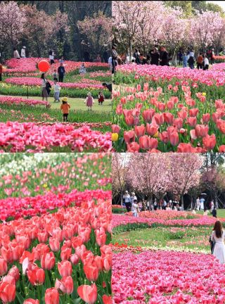 Nanchang Tulip Flower Sea March Update and Travel Guide