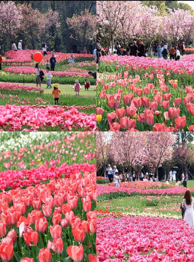 南昌鬱金香花海3月實況 遊玩攻略