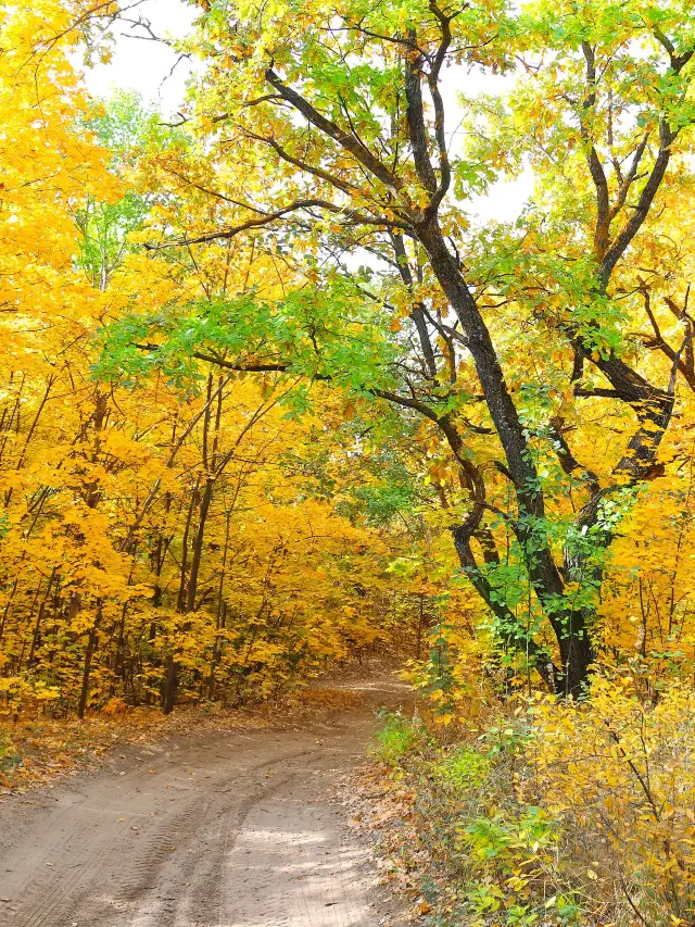 4-Day Canadian Spring Tour During Qingming Festival