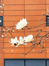 寧波賞花｜白玉蘭超美機位