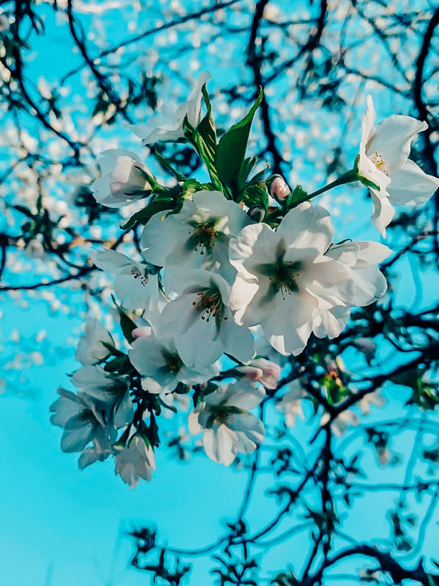 去雲南昆明花都賞櫻花