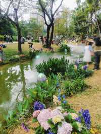 深圳版莫奈花園又有新搞作，打卡一流