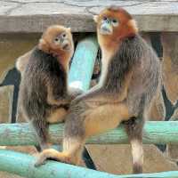 探索奇幻野生世界：北京野生動物園等你來發掘