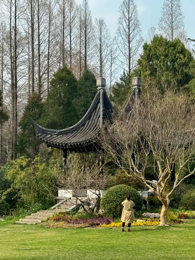 หนานจิง｜ชมซากุระที่สวนพฤกษศาสตร์จงซาน สวยมาก～