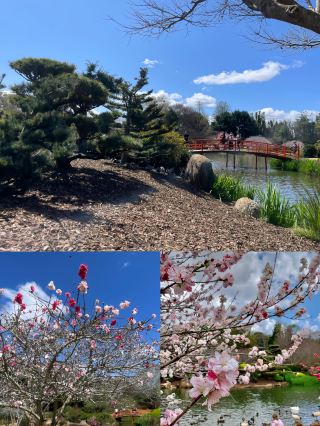 OMG, you guys, I found the most amazing Japanese garden in Australia!