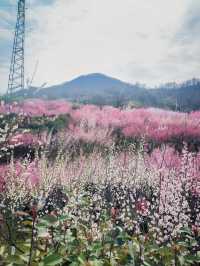 寧陝子午梅苑 | 走進秦嶺深處的百畝梅園