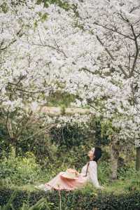 紹興這個村子的櫻花公路驚艷了春天
