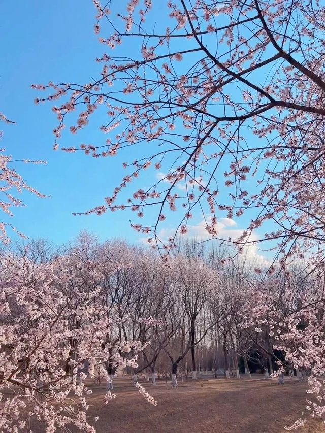 【春日限定】奧森桃花谷 花海美到心醉